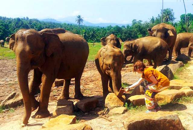 Pinnawala Day Tour4 of muthulankatours
