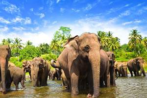taxi service in kandy to ELEPHANT ORPHANAGE